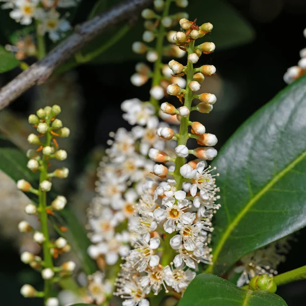 stock image Flowering cherry laurel, Prunus laurocerasus, in spring