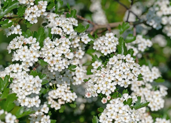 Blühender Weißdorn Frühling — Stockfoto