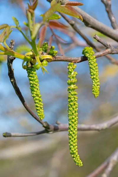 Male Blossoms Walnut Tree Spring — Stock Photo, Image