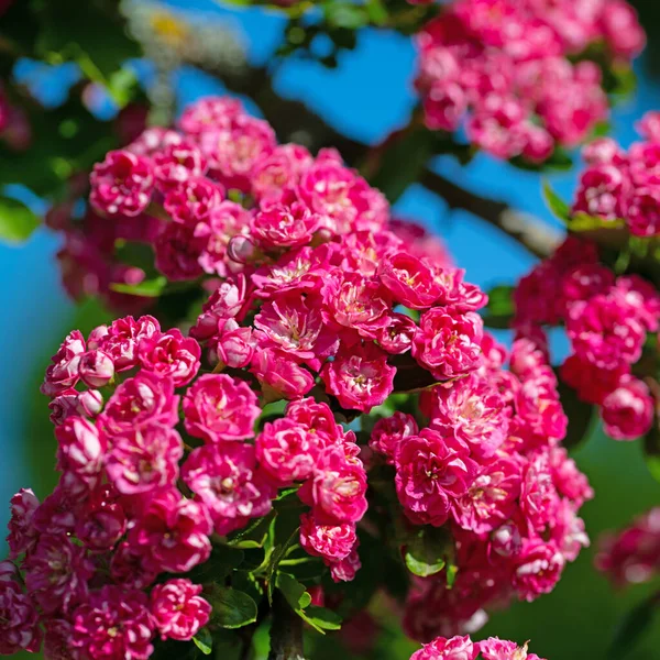 Stock image Flowering hawthorn in spring