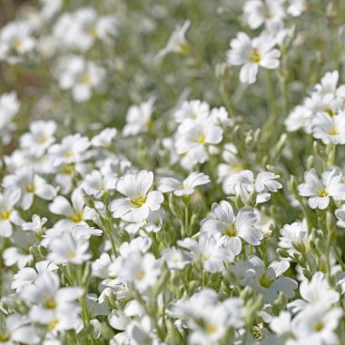 Baharda hornwort hissettim