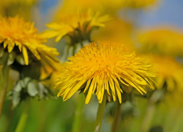 Flowering Dandelion Spring — Stock Photo, Image