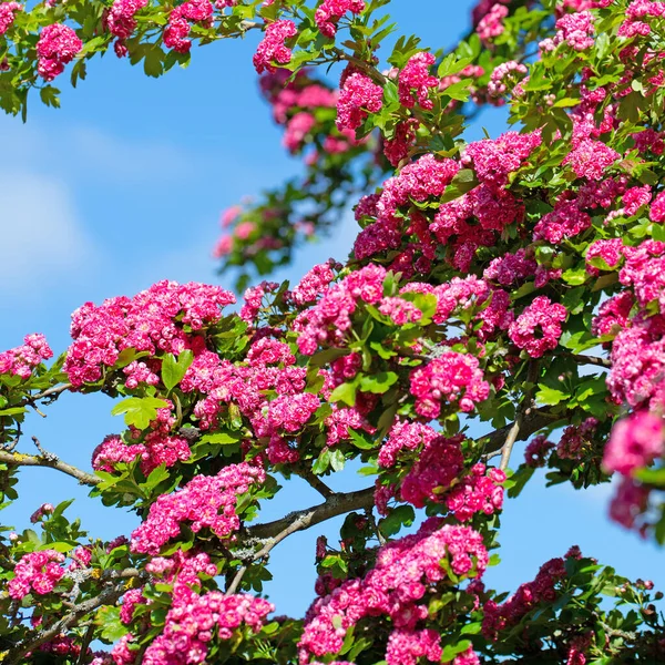 Espinheiro Florido Primavera — Fotografia de Stock