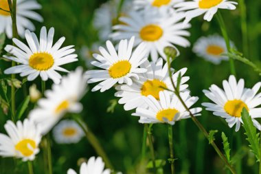 Baharda çiçek açan margueritler