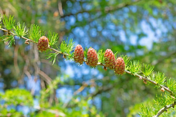 Larch Branch Young Cones — Stock Photo, Image