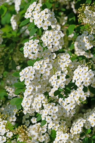 Kvetoucí Spier Keře Jaře — Stock fotografie