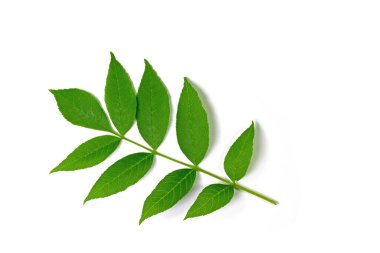 Beyaz arkaplana karşı kül ağacı yaprağı