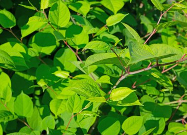 Japon düğümotu yaprakları baharda