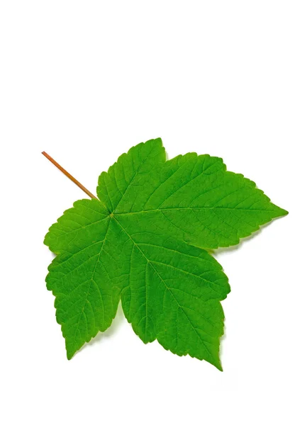 Leaf Maple White Background — Stock Photo, Image
