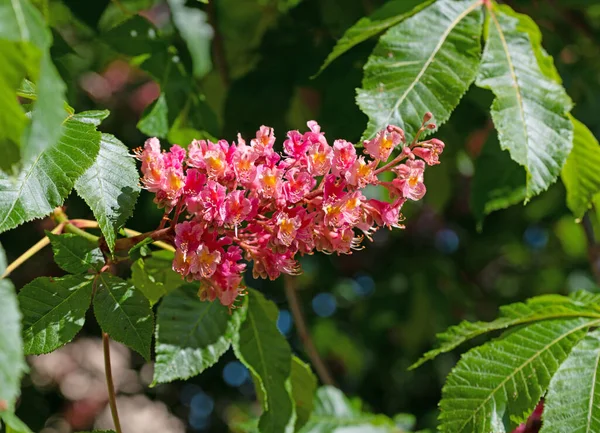 Красноцветковый Каштан Весной — стоковое фото