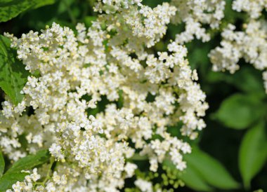 Yazın başında çiçek açan mürver.