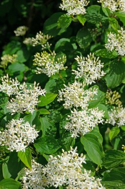 Çiçekli Kırmızı Dogwood, Cornus sanginea