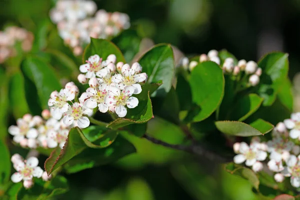 stock image Blossoming choke berry in spring