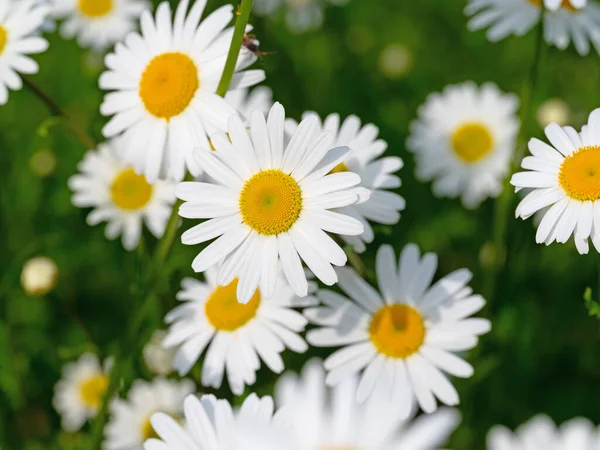 Wiosną Kwitnące Margeryty — Zdjęcie stockowe