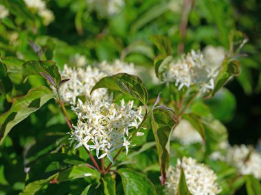 Çiçekli Kırmızı Dogwood, Cornus sanginea