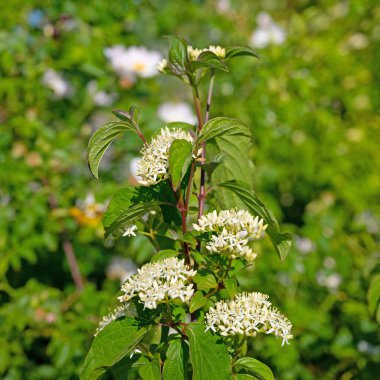 Çiçekli Kırmızı Dogwood, Cornus sanginea