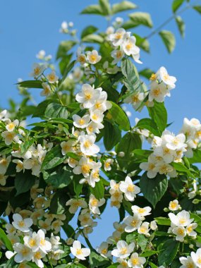 Çiçek açan Avrupa boru çalısı, β delphus coronarius