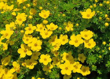 Çiçekli parmak çalısı, potensiyel fruticosa