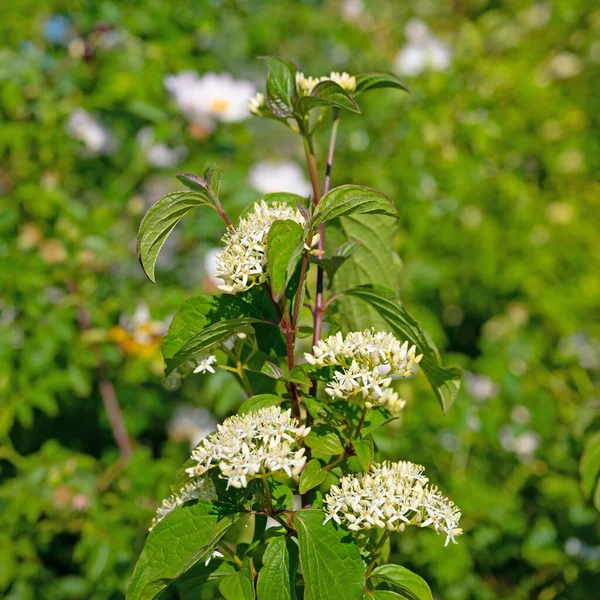 Florescimento Dogwood Vermelho Cornus Sanguinea — Fotografia de Stock