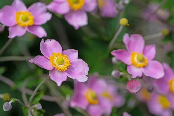 stock image Blooming autumn anemone, Anemone hupehensis