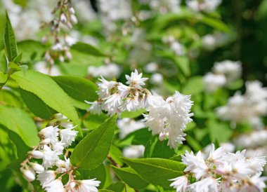 Beyaz çiçekli Deutzia Yazın başında