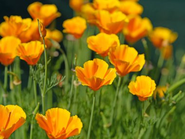 Portakal çiçekli Kaliforniya gelinciği, Escholzia calizinnica