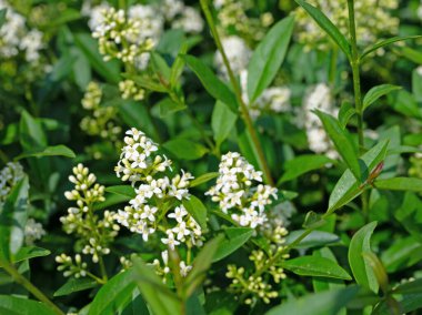 Çiçekli mahrem yer, Ligustrum, yazın başında.