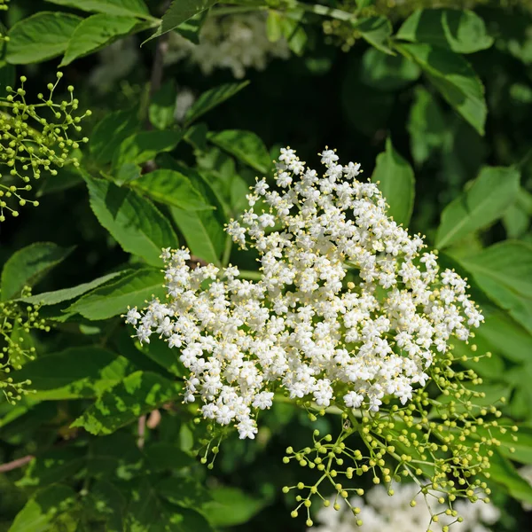 Virágzó Bodza Kora Nyáron — Stock Fotó