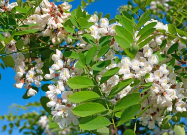 Çiçekli kara çekirge, Robinia psödoacia, ilkbaharda.