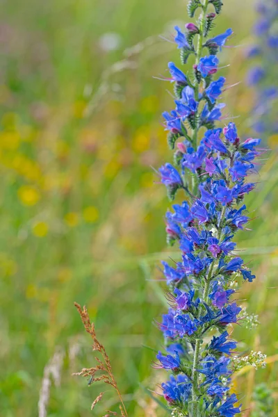 Blauwe Adder Bloei Echium Vulgare — Stockfoto
