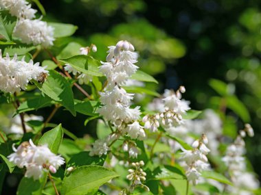 Beyaz çiçekli Deutzia Yazın başında