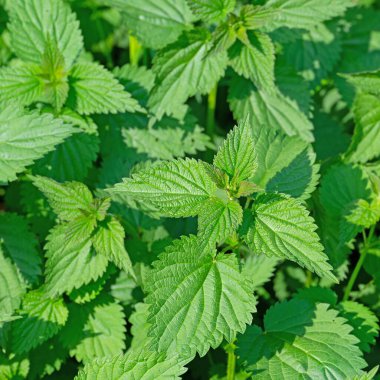 Büyük ısırgan otu, Urtica dioica, baharda