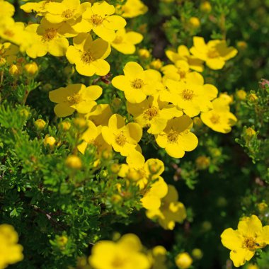 Çiçekli parmak çalısı, potensiyel fruticosa