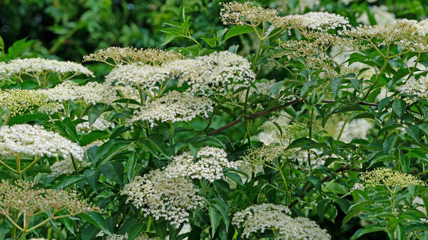 Flowering elderberry in early summer