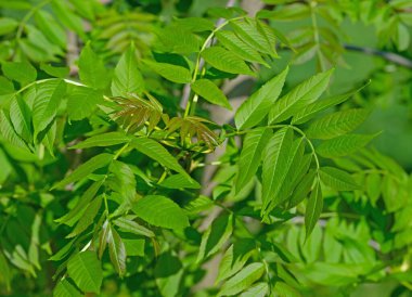 Alelade kül yaprakları, Fraxinus Excelsior