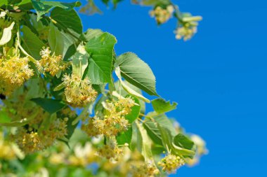 Linden yakın planda çiçek açar.