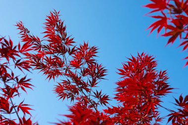 Japon hayran akçaağacı, Acer palmatum, mavi gökyüzüne karşı