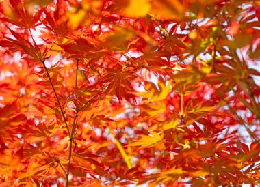 Baharda Japon hayran akçaağacı, Acer palmatum.