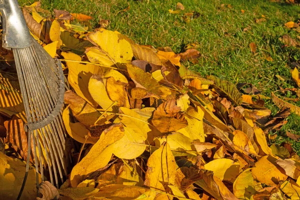 Folhas Outono Coloridas Com Ancinho Outubro Dourado — Fotografia de Stock