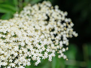 Yazın başında çiçek açan mürver.