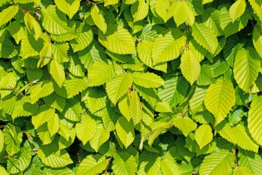 Hornbeam 'in genç yaprakları, Carpinus betulus
