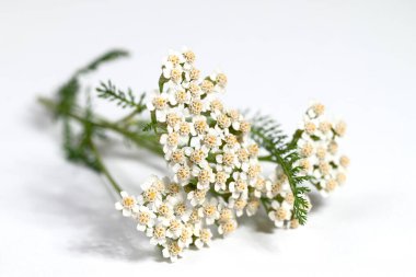 Yarrow, Achillea, beyaz arkaplana karşı