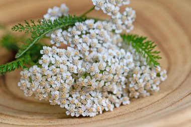Yarrow, Achillea, ahşap bir kasede