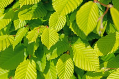 Hornbeam 'in genç yaprakları, Carpinus betulus
