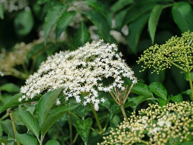 Yazın başında çiçek açan mürver.