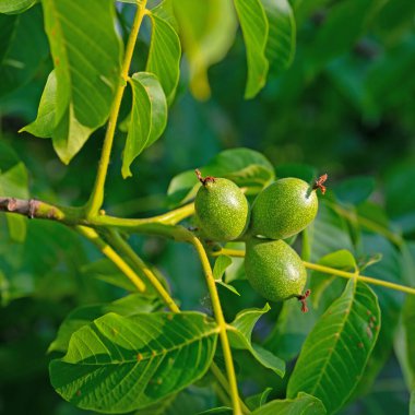 Yeşil cevizler, Juglans rejimi, yakın plan.