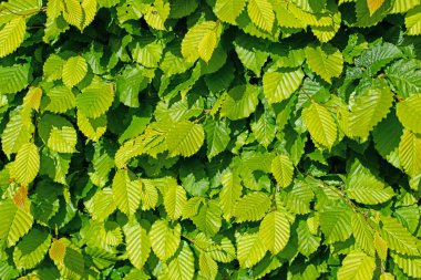 Hornbeam 'in genç yaprakları, Carpinus betulus