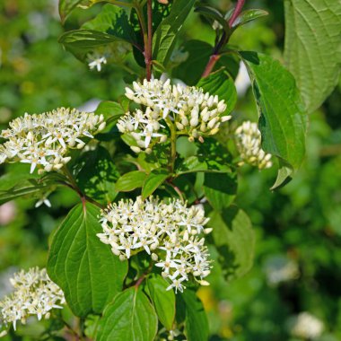 Çiçekli Kırmızı Dogwood, Cornus sanginea