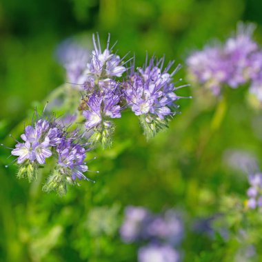 Çiçekli Phacelia yakın planda