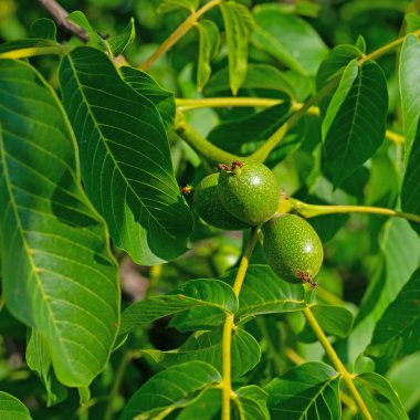 Yeşil cevizler, Juglans rejimi, yakın plan.